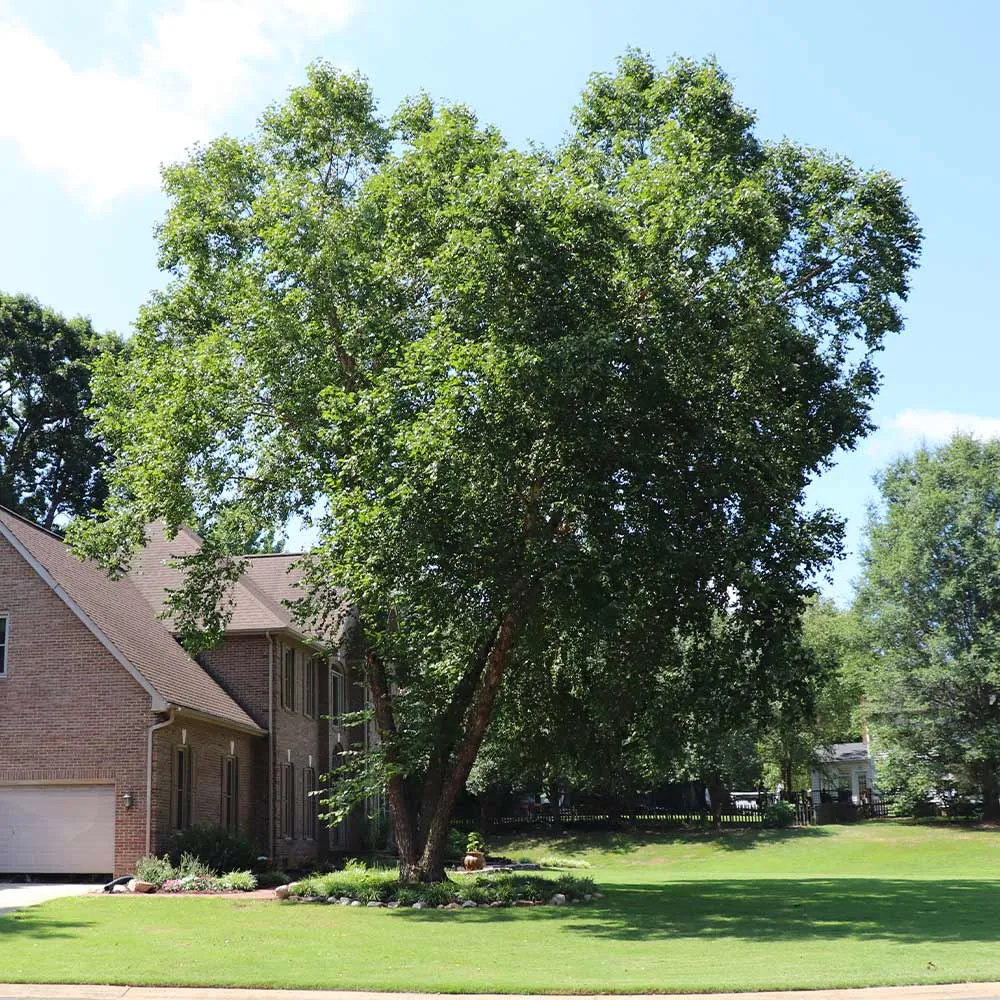 Heritage River Birch